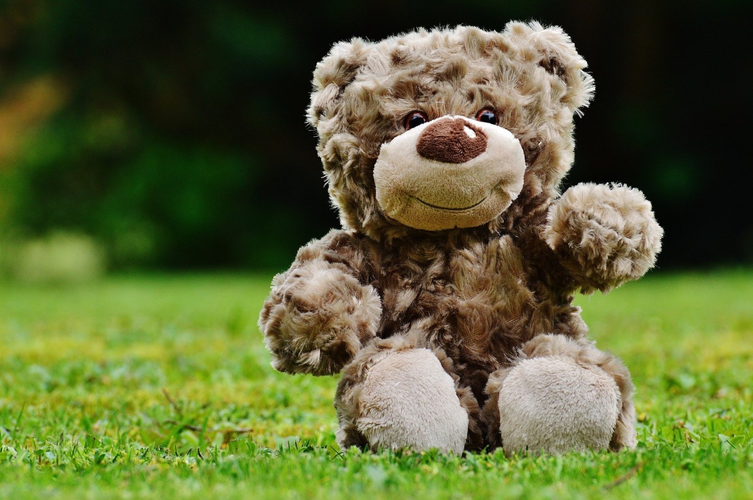 Happy teddy bear on a field of grass