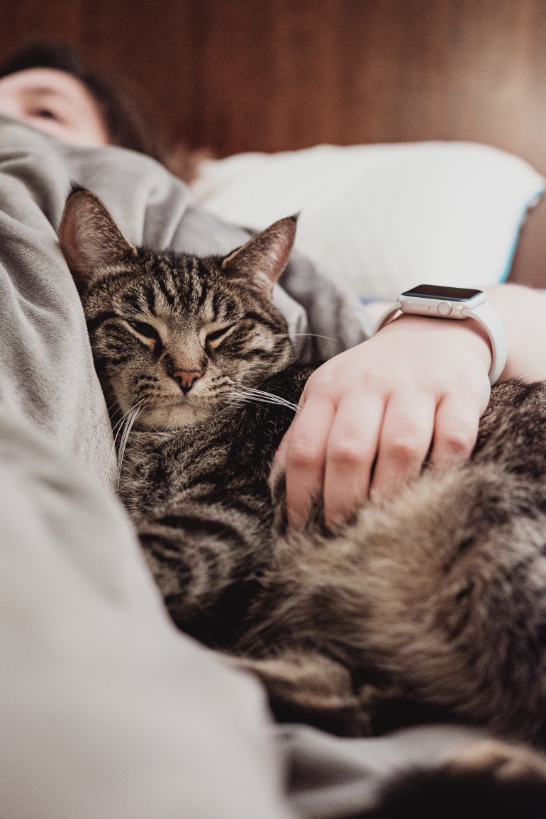 Tabby cat sleeping in arms